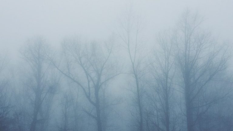 Forest trees in the mist